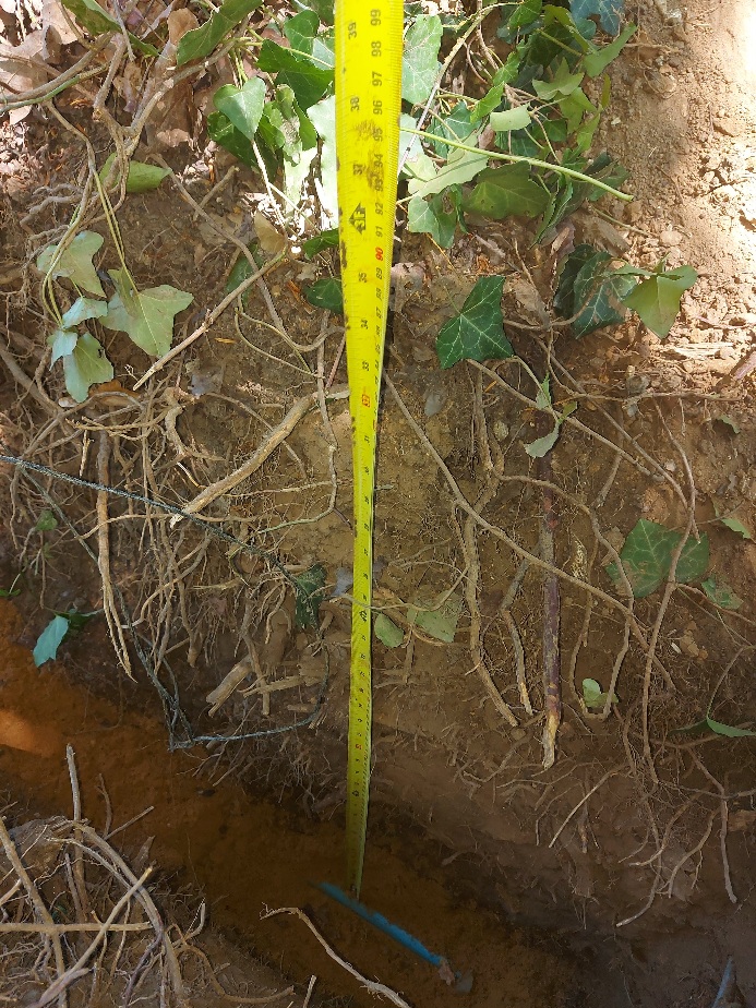 Water main replacement lymington 